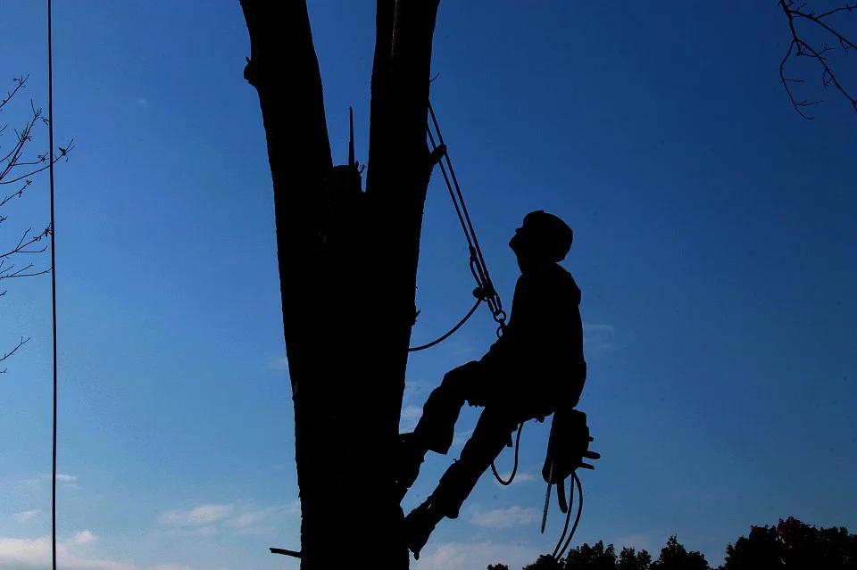 Elagueur grimpeur dans un arbre au coucher du soleil