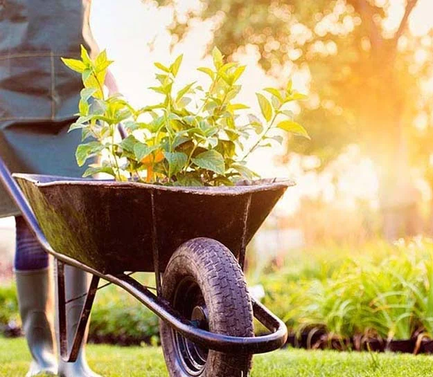 Brouette avec plante, entretien de jardin
