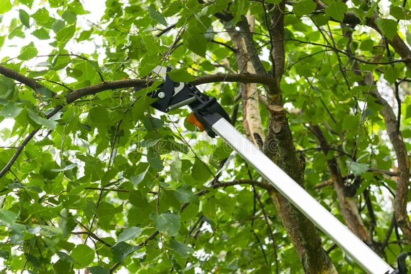 Secateur a perche dans un feuillage dense