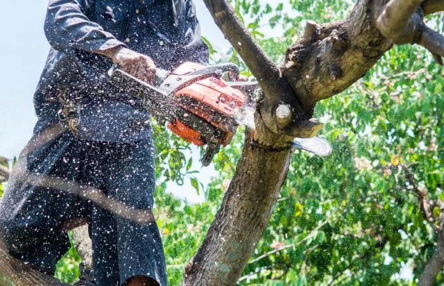 Coupe d'une branche a la tronconneuse en hauteur